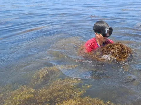 Cận cảnh lặn tìm "lộc trời" dưới biển cho thu nhập tiền triệu một ngày