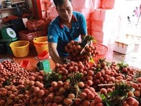 Ông lớn bán lẻ Thái Lan tính bán 300 tấn vải thiều Lục Ngạn
