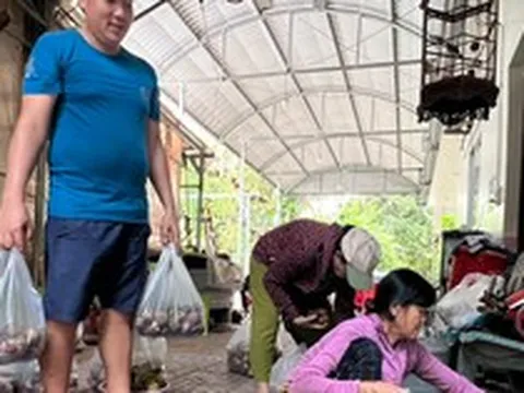 Vì sao nhiều chủ vườn Bình Dương quyết không theo trend măng cụt xanh?