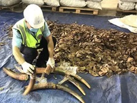 Phòng chống rủi ro rửa tiền liên quan đến buôn bán trái phép động vật hoang dã