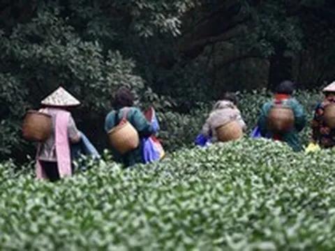 Thời tiết cực đoan chưa từng thấy đang đe dọa mặt hàng xuất khẩu mang về 2 tỷ USD mỗi năm cho Trung Quốc