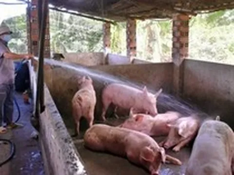 Giá heo xuống thấp, nhiều nông hộ chưa mạnh dạn tái đàn
