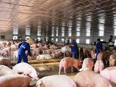 Bức tranh vay nợ của các doanh nghiệp ngành chăn nuôi