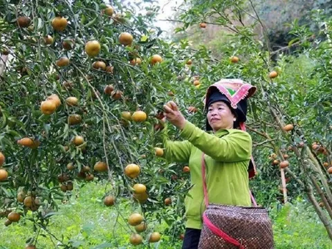Mở lối cho nông sản miền núi vươn ra biển lớn, hướng tới xuất khẩu