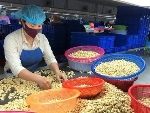 Những tín hiệu vui từ xuất khẩu hạt điều