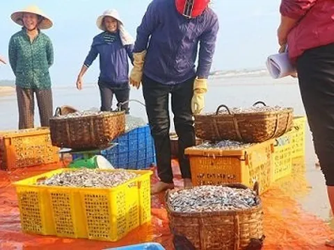 Trúng đậm “lộc trời”, dân Hà Tĩnh thu tiền triệu mỗi chuyến ra khơi