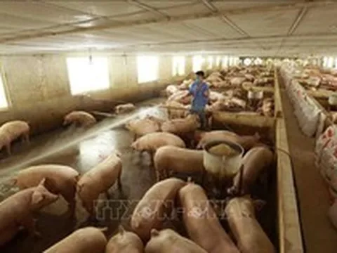 Giá lợn hơi tăng, tiệm cận giá thành sản xuất
