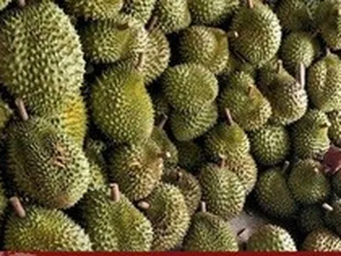 Xuất khẩu sầu riêng - “Cuộc đua” bứt tốc