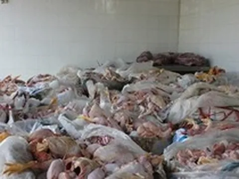 Hàng chục nghìn tấn gà thải 'tuồn' vào Việt Nam mỗi tháng