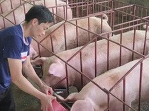 Giá lợn hơi liên tục tăng