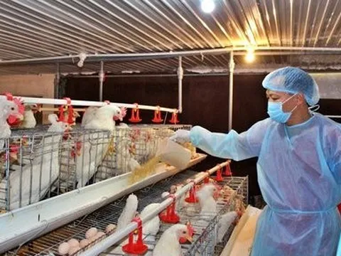 Doanh nghiệp ngành chăn nuôi gia cầm kêu cứu Thủ tướng