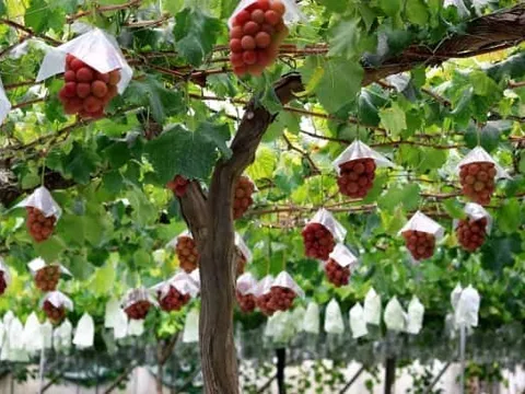 Cây mọc ra “hồng ngọc”, giới nhà giàu bỏ ra hàng trăm triệu đồng để thưởng thức tinh hoa