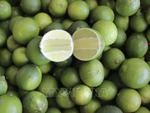 Giá chanh tăng cao trong mùa nắng