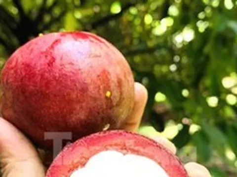 Nông dân trúng đậm măng cụt, công nhân mất việc đi hái, gọt thuê kiếm tiền
