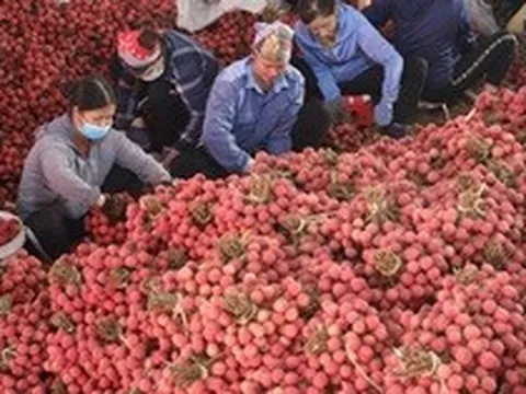 Bắc Giang dự tính xuất 1.500 tấn vải thiều đi Mỹ