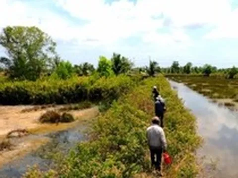 Săn ong ruồi cực nhọc nhưng thu nhập cao