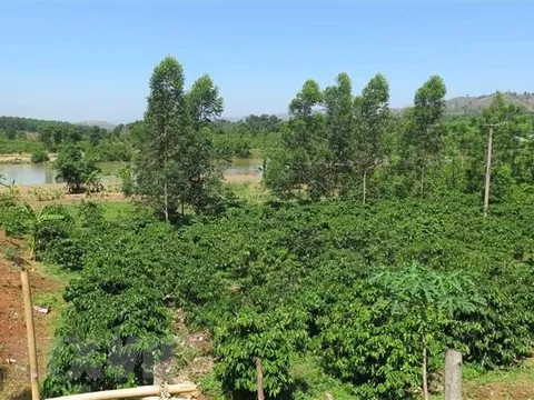 Lâm Đồng: Làm rõ thông tin có hổ xuất hiện ở vườn cao su