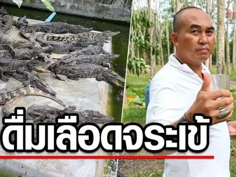 Doanh nhân Thái Lan gây tranh cãi khi uống huyết cá sấu để có sức khoẻ cường tráng