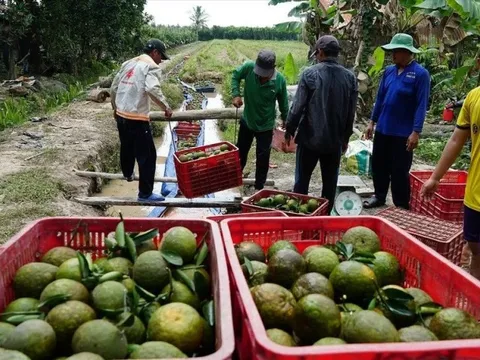 Nhiều loại trái cây đang vào vụ lại tiếp diễn điệp khúc "được mùa rớt giá"