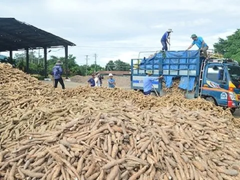 Trung Quốc chi số tiền lớn để mua trên 1 triệu tấn sắn của Việt Nam
