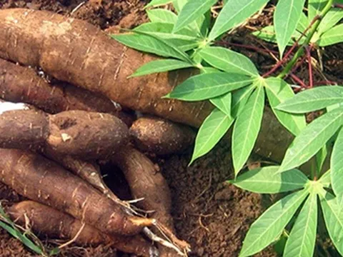 Một loại củ Việt có giá bán chỉ hơn 3.000 đồng/kg đang được Trung Quốc gom mua tới 90% sản lượng, thu về gần 400 triệu USD