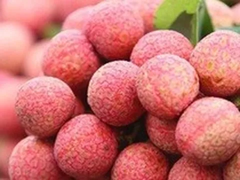 Bắc Giang có thêm 12 mã số vùng trồng vải thiều xuất khẩu