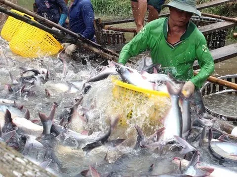 Cá tra, tôm nín thở chờ giá lên