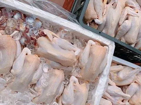 Bộ Nông nghiệp lên tiếng việc hàng chục nghìn tấn gà thải ‘tuồn’ vào Việt Nam