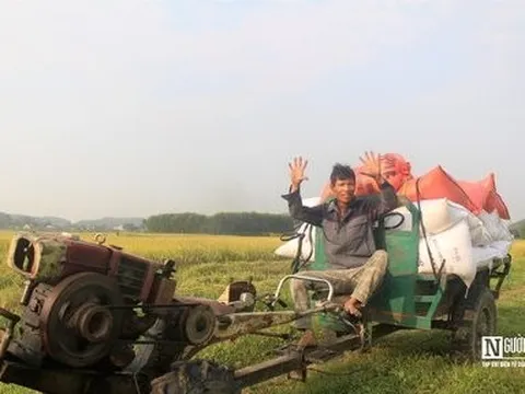 Còng lưng dưới nắng 40 độ C, người vận chuyển lúa bỏ túi tiền triệu