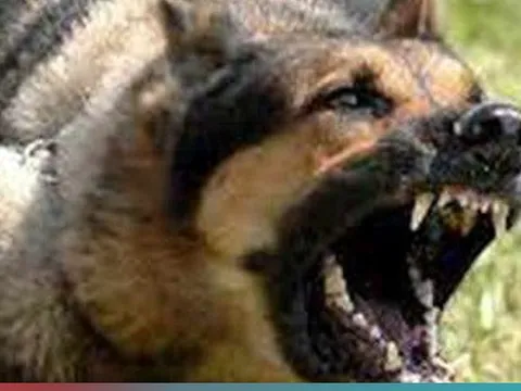 Bé 3 tuổi tử vong sau 1 tháng bị chó nhà cắn