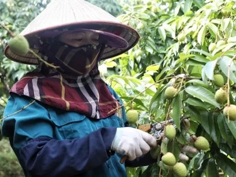 Người trồng vải thiều Bắc Giang chuẩn bị thu hoạch sớm, sản lượng khoảng 9.000 tấn