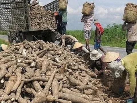 Xuất khẩu sắn của Việt Nam sang Nhật: Con số khích lệ và những dự báo