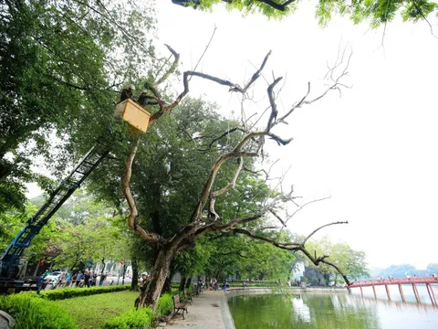 CLIP: Chặt hạ 3 cây sưa chết khô bên hồ Gươm