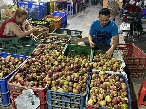 Măng cụt rớt giá hậu “cơn sốt” gỏi gà măng cụt xanh