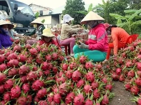 Xuất khẩu nông sản, trái cây sang Trung Quốc: Cơ hội và những thách thức