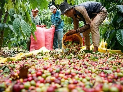 Giá cà phê tăng cao kỷ lục và bài toán phát triển bền vững