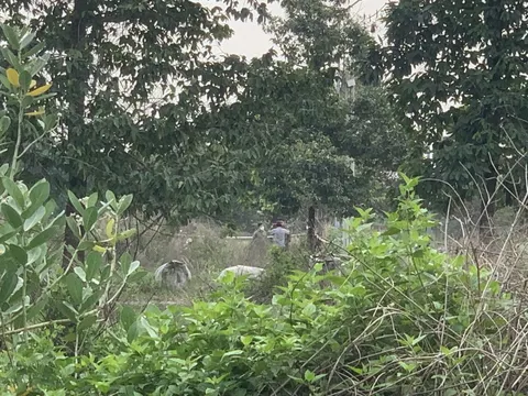 Vụ phát hiện 2 đoạn chân ở Bình Dương: Đề nghị Cục Cảnh sát hình sự phối hợp điều tra