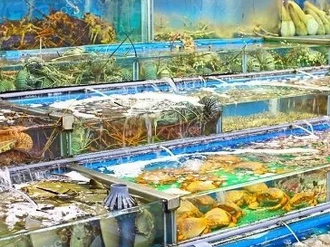 Ốc, tôm, cua, ghẹ đồng loạt đội giá
