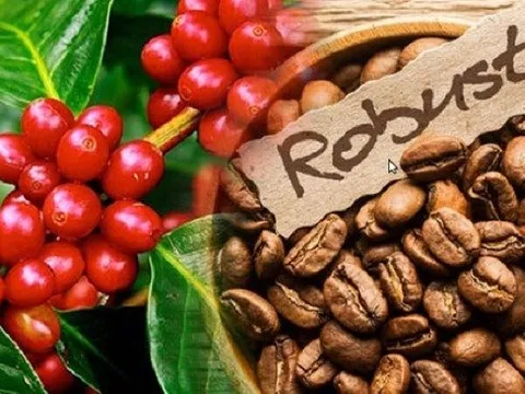 Dồn dập các tác nhân đẩy giá cà phê robusta tăng vọt