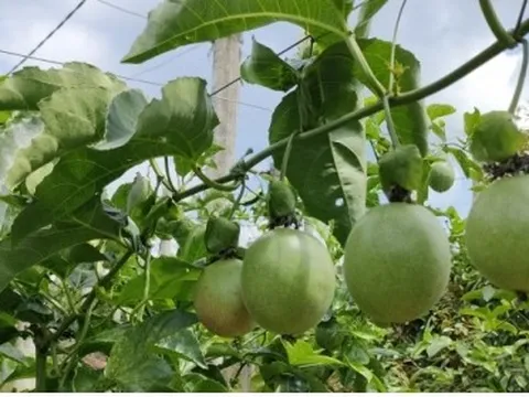 Nông dân lo lắng vì chanh dây rớt giá