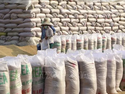 Giá gạo Việt Nam tăng lên mức cao nhất kể từ cuối tháng 4/2023