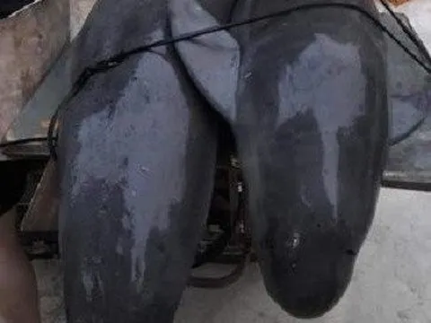 Thanh Hóa: Ngư dân Sầm Sơn bắt được cá lạ nghi đã tuyệt chủng