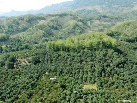 Sàn giao dịch tín chỉ carbon Việt Nam sẽ vận hành vào năm 2028