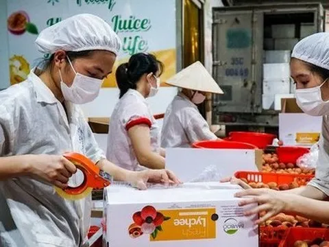 ‘Cháy hàng’ vải thiều xuất Mỹ, Nhật, châu Âu