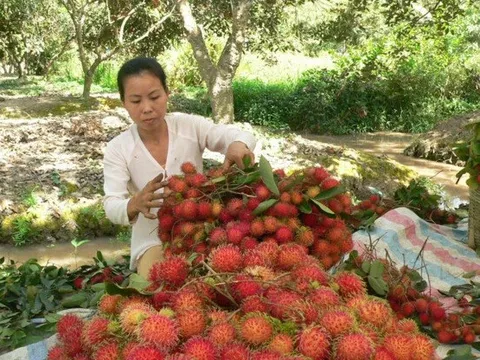 Chôm chôm rớt giá
