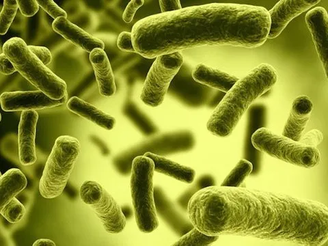 Những loại thực phẩm nào dễ có nguy cơ gây ngộ độc Botulinum