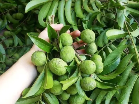 Lợi ích tuyệt vời từ quả sấu