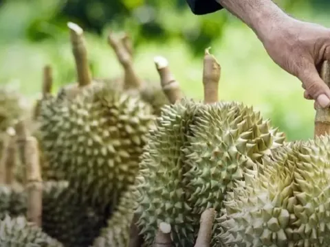 Thái Lan: 'Xuất khẩu sầu riêng Thái Lan sang Trung Quốc đang bị đe dọa bởi Việt Nam, Philippines'