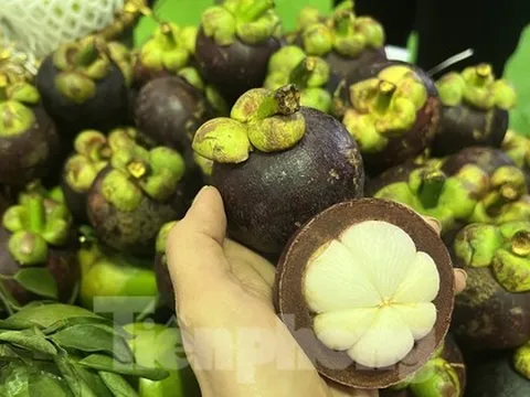 Hiện tượng lạ: Măng cụt rớt giá đầu vụ
