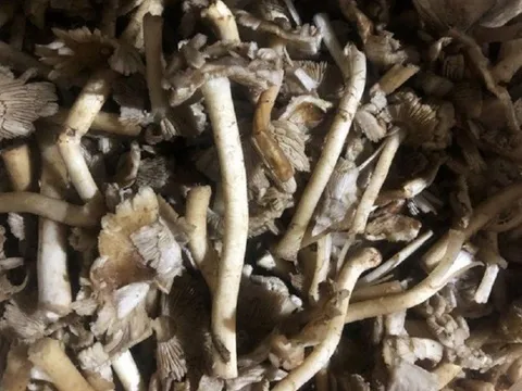 Nhiều người ở Đắk Lắk, Lâm Đồng nhập viện khẩn cấp sau khi ăn nấm rừng